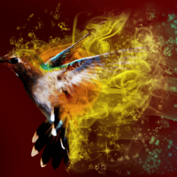 Hummingbird wallpapers by Sothyque