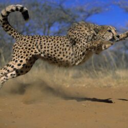 Pix For > Cheetah Wallpapers