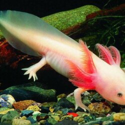 Axolotl Mexican Walking Fish : Wallpapers13