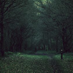 Dark Forest. [] : wallpapers