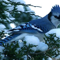 Download Blue Jay Winter Birds Wallpapers
