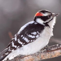 Woodpecker Wallpapers for Android