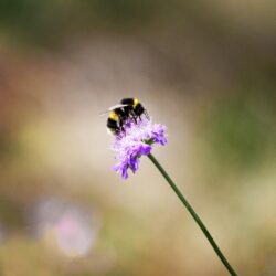 Bumblebee Pictures