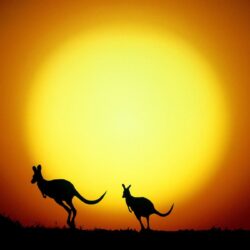 Kangaroo In Sunset HD Desktop Wallpaper, Instagram photo, Backgrounds