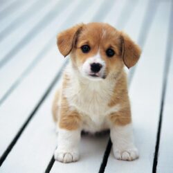Collection of Puppies Wallpapers on HDWallpapers