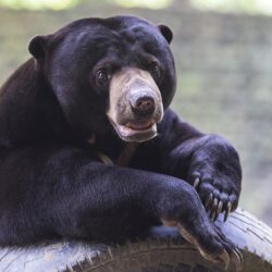 Desktop Wallpapers Grizzly Malayan bear animal Staring