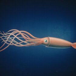 Giant Squid Wallpapers