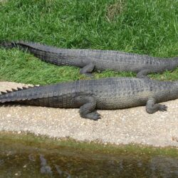 Gravial or Gharial