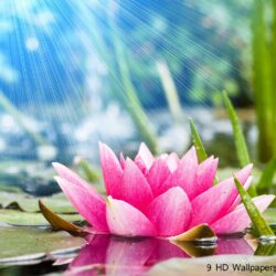 Lotus Flower HD Wallpapers, Flowers Image And Photos – Full HD