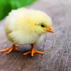 baby hen animal wallpapers free hd download