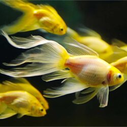 58+ Gold Fish Wallpapers