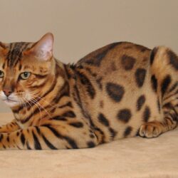 Beautiful Bengal cat poses wallpapers and image