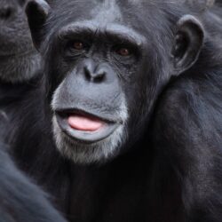 Black Chimpanzee · Free Stock Photo