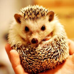 Hedgehog Pictures, Top on REuuN Wallpapers