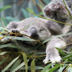 Download Koala Wallpapers 12963 High Resolution