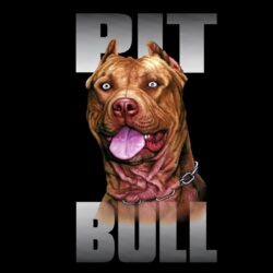 pit bull dog breed wallpapers