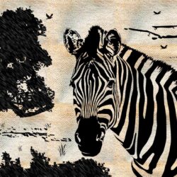 Zebra Wallpapers for Computers