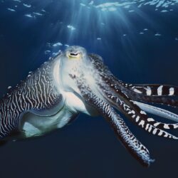 Cuttlefish HD Wallpapers