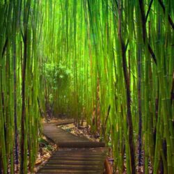 Bamboo Forest Japan wallpapers