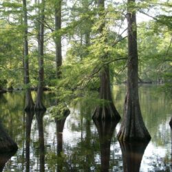 Forests: Cypress Swamp Louisiana Trees Bayou Wallpapers Pictures HD