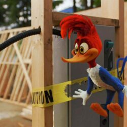 Woody Woodpecker Wallpapers ,free download,