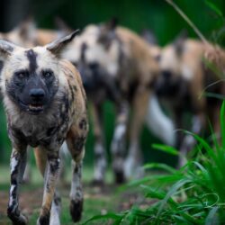 Wallpapers nature, animals, African Wild Dogs image for