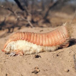 19+] Pink Fairy Armadillo Wallpapers