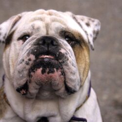 Bulldog Wallpapers HD Download