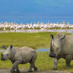 Nairobi to Lake Nakuru National Park Excursion