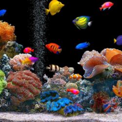Aquariums image Aquarium Wallpapers HD wallpapers and backgrounds