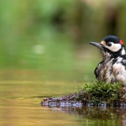 Download Woodpecker, Moss, Water, Birds Wallpapers for