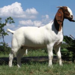 New Goat