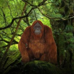 Orangutan High Definition Wallpapers 31616