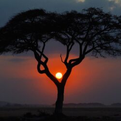 africa night tree sunset kenya landscape savannah sun HD wallpapers