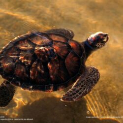 Marine turtles
