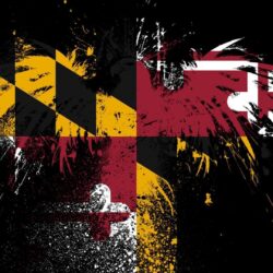 Eagles hawk flags usa maryland state wallpapers
