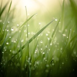 Morning Dew On Grass Threads 4K Ultra HD Desktop Wallpapers