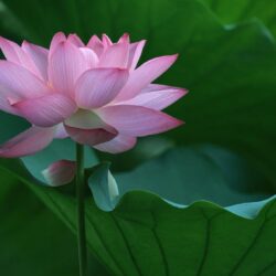 Lotus Flower Pink Desktop Wallpapers for Free