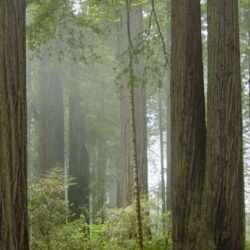 From Ewoks to Velociraptors: Exploring Redwood National Park