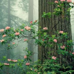 Trees: Park Redwood National Sequoia Nature Screensavers For