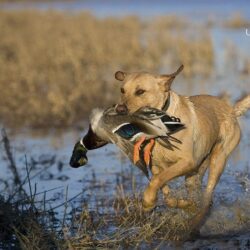 Duck Hunting Wallpapers, HD Duck Hunting Wallpapers