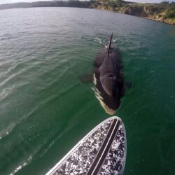 GoPro Awards: Orca vs. Paddle Board