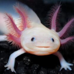 Mexican Salamander Also Known As The Mexican Walking Fish
