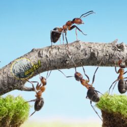 Hard Working Ants HD Wallpapers