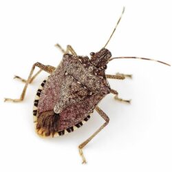 Stink Bug wallpapers, Animal, HQ Stink Bug pictures
