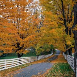 Forest: Autumn Hampshire Backroad Scenic New Fence Forest Wallpapers