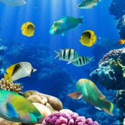 Aquarium Wallpapers HD Free Download Desktop Backgrounds