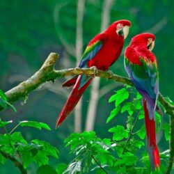 Red Parrot wallpapers high quality