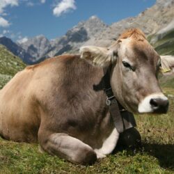 156 Cow HD Wallpapers