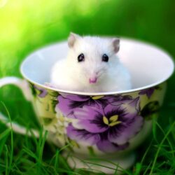 Cute White Rat Baby in Cup